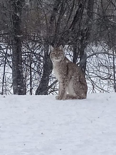 🐾В Башкирии встретил и сфотографировал рысь 
 
Сотрудник заповедника «Шульган-Таш» Ахмадей Сагитов,..