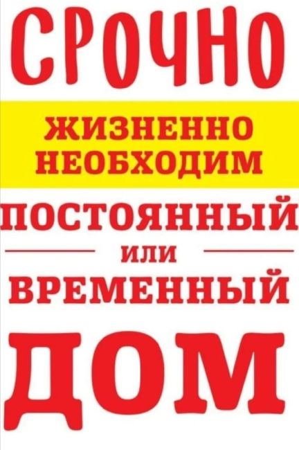 Маленький, скромный, тихий, спокойный и привлекательный щеночек-мальчик срочно ищет семью и  постоянный дом,..