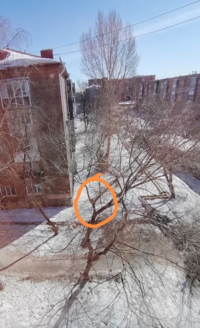 Кошечка в оранжевом ошейнике с самого утра сидит на дереве на уровне 4 этажа. Видимо со страху забралась или..