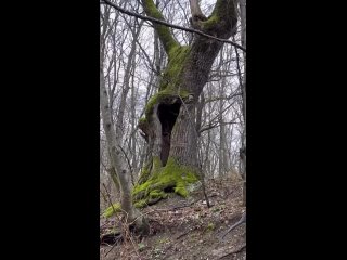 Весенний лес, Горячий Ключ 🌼

Видео..