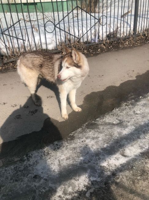 Потерялась собака хаски, перекресток московской и Чернышевского, бегает, ищет свой..