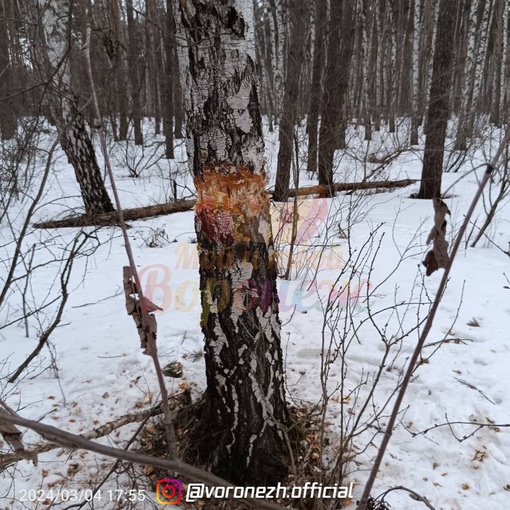 ⚡️🪵 Воронeжцы вычислили, кто мог оставлять зарубки на здоровых дeрeвьях в Сeвeрном лeсу

«Жильцы домов по..