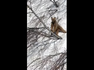 Мишка проснулся, худой после спячки, сейчас начнёт набирать вес

📍 Красная Поляна

Видео..