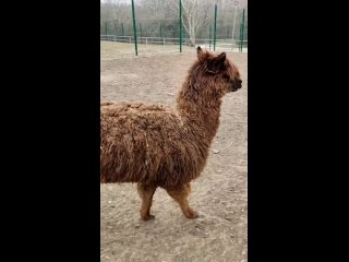 Сегодня шестой День рождения отметила альпака 🦙 Альма! 

В ростовском зоопарке Альма появилась в сентябре..