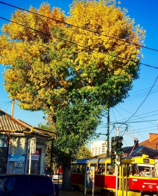 Уж не знаю, кому помешал
прекрасный ясень в виде сердца
на перекрёстке улиц
Садовая и Будённого,
но дерево..