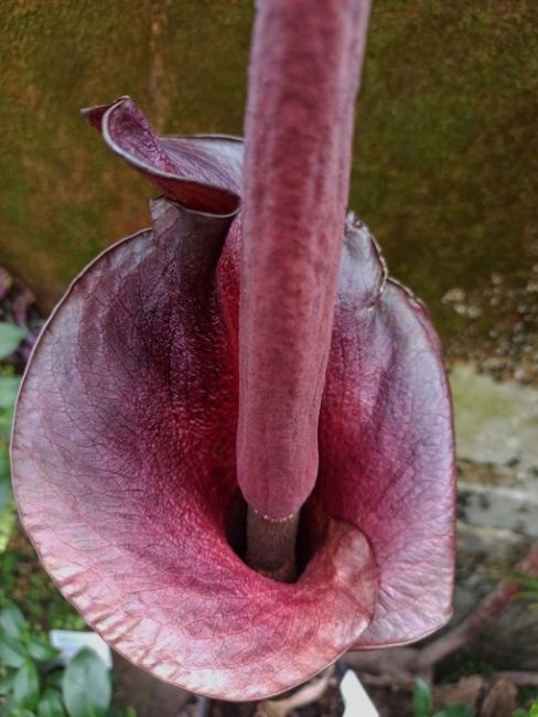 В ботаническом саду Воронежа расцвела аморфофаллус коньяк, цветок с запахом гнилого мяса.🦠

 Этот цветок..