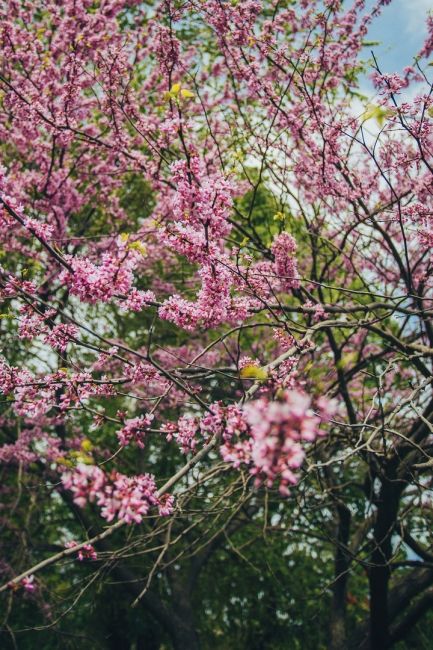 Скоро зацветет весна в Ростовской области. В прошлому году на примере Новочеркасска это великолепие..