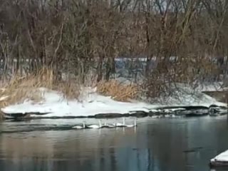 На реке Пьяна в Перевозском округе егери заметили шестерых лебедей-шипунов, которые занесены в Красную..