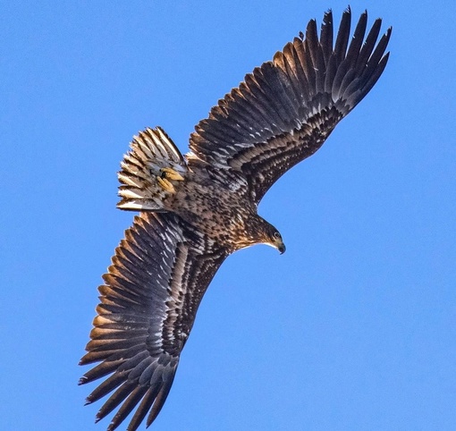 Над воронежским водохранилищем удалось сфотографировать орлана белохвоста. Это крупнейшая птица наших..