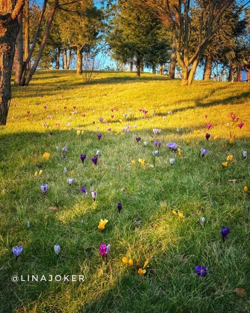 С первым днём весны!☀️🌷

Природа уже готова к новому сезону. В нашем любимом парке появляются первые цветы,..