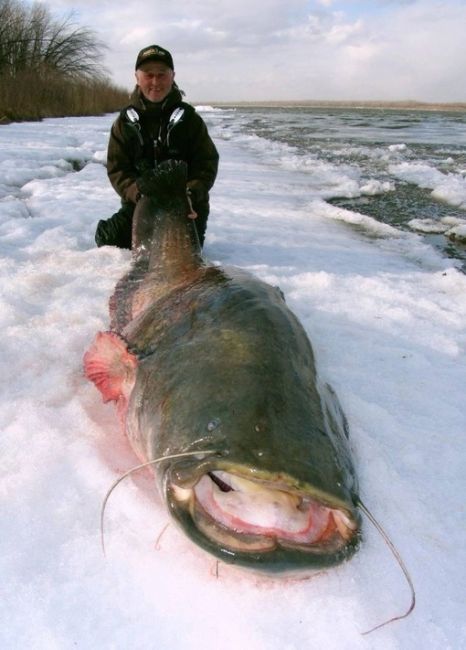 🗣️ Рыбак поймал 100 килограмм Сома на спиннинг в Кстовском..