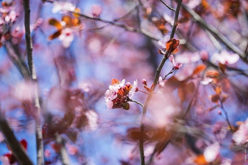 Красивое цветение потихоньку заканчивается 🌺

Успели насладиться? 

📸Денис..