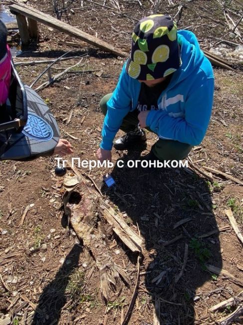 Нам пишут: «Недалеко в лесу от улицы Якутской есть водоём, вдоль берега огромные рыбины и икра. Что произошло..