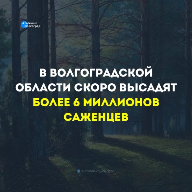 В Волгоградской области до конца апреля высадят более 6 миллионов саженцев 🌿

Осенью высадят еще 2 миллиона..