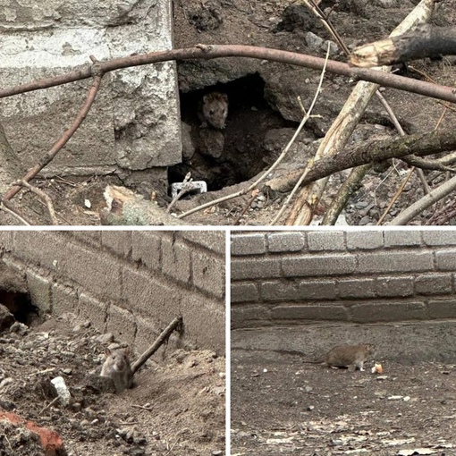 Жители Выборгского района в панике из-за нашествия крыс. Грызуны обитают даже рядом с детским..
