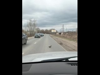 🗣️ Учимся вежливости у борских водителей

Все терпеливо ждут, пока парочка уточек переходит..