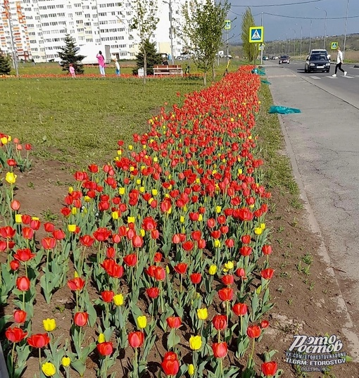 🌷 Тюльпановый..