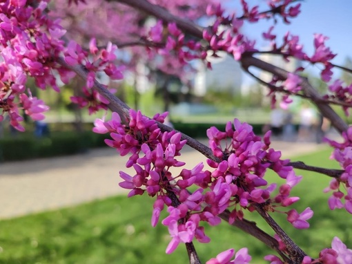 В парке ЦПКиО начал цвести розовато-фиолетовый церцис 🌸

Пышное цветение церциса ещё впереди. Сейчас..