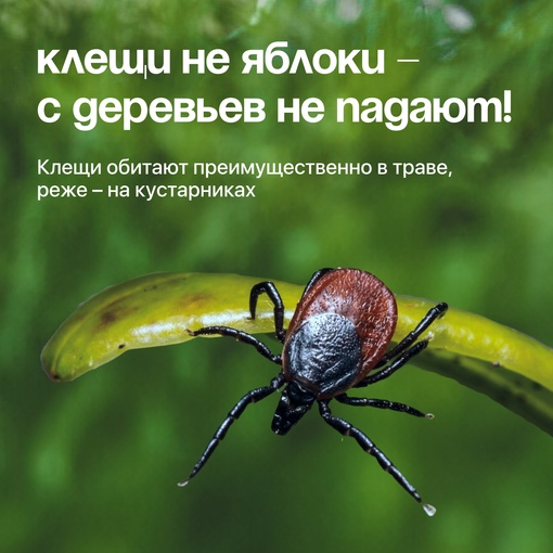 Как защититься от клещей? Напомнить себе и близким никогда не поздно.

Эти маленькие членистоногие могут..