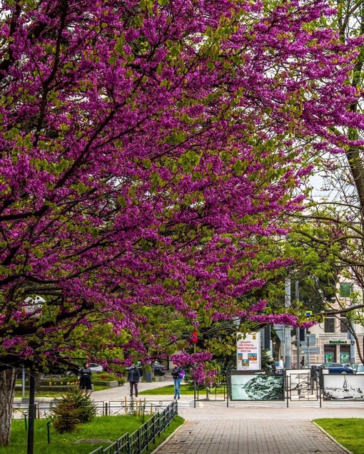 В Новороссийске цветет церцис 😍

Фото..