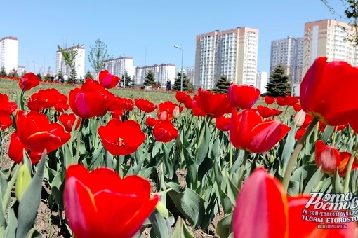 🌷 Тюльпановый..