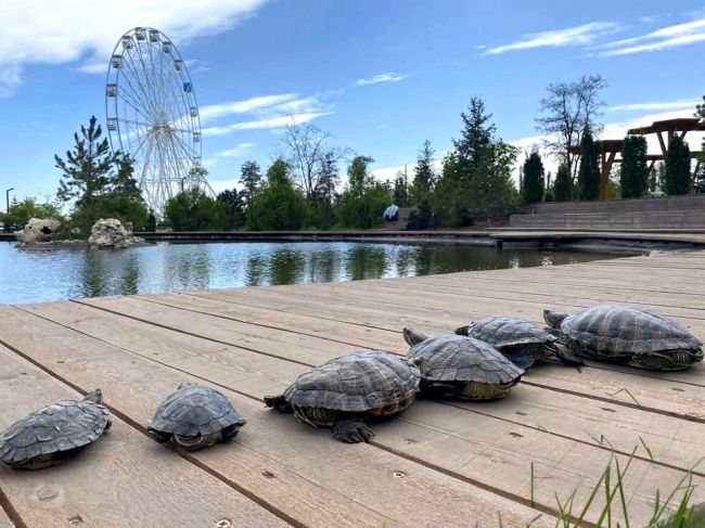 Ура, милашки-черепашки снова с нами 🐢🐢

В ЦПКиО в водоём под открытым небом выпустили несколько десятков..