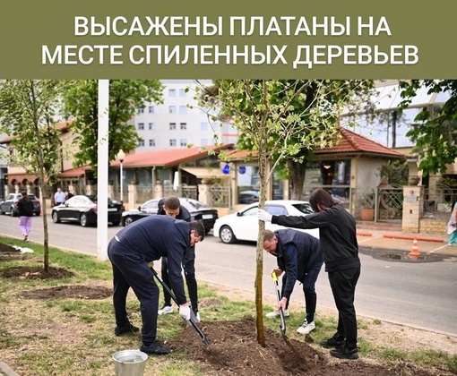 Мэр посадил платаны на месте вырубленных недавно деревьев у собора Александра Невского

Старые каштаны во..