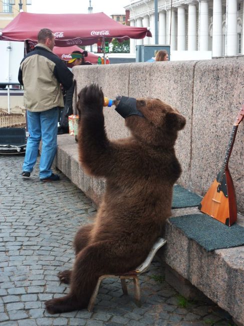 Мошенники кинули петербуржца, искавшего медведя на день рождения дочери

В полицию Петербурга обратился..