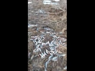 🗣️ В Заволжье рыбаки обнаружили на берегу сотни полуживой рыбы

Нам пишут: «И такое происходит каждый год...