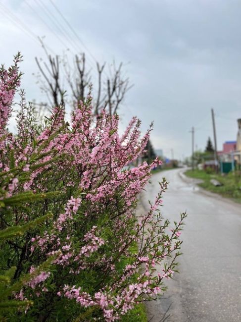 Продолжаем любоваться невероятным цветением миндаля.
..