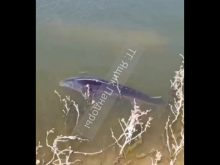 Огромные осетры в Волго-Ахтубинской пойме 🐟

Автор видео утверждает, что снял это видео недалеко от..