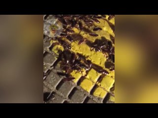 ⚡⚡Шок-контент: в Уфе нашествие тараканов 
 
В соцсетях разместили ролик с полчищем тараканов, которым кишит..