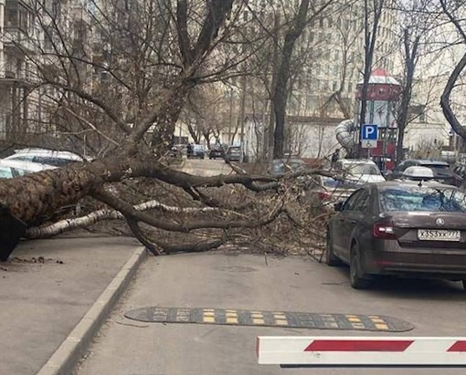 Сегодня в Москве бушует ураганный ветер.

Порывы ветра достигают 25 м/с., вырывая деревья с..