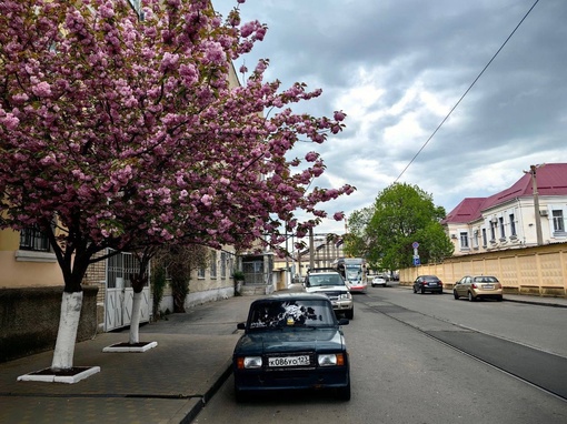 Сакура цветет не только в парке Галицкого, но и в старом центре Краснодара.

Улица..