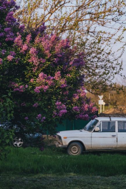 Сирень зацвела у соседей в Краснодарском крае. Скоро и у нас 💜

Фото: Артём..