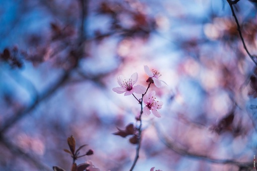 Красивое цветение потихоньку заканчивается 🌺

Успели насладиться? 

📸Денис..