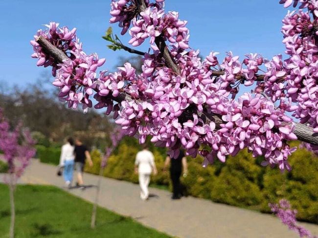 В парке ЦПКиО начал цвести розовато-фиолетовый церцис 🌸

Пышное цветение церциса ещё впереди. Сейчас..