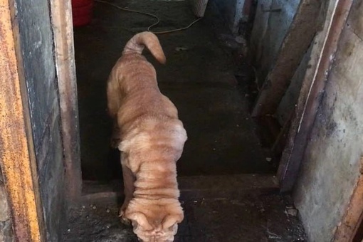 В подвале жилого дома обнаружены трупы животных

В доме женщины из Коркино, занимающейся разведением собак,..