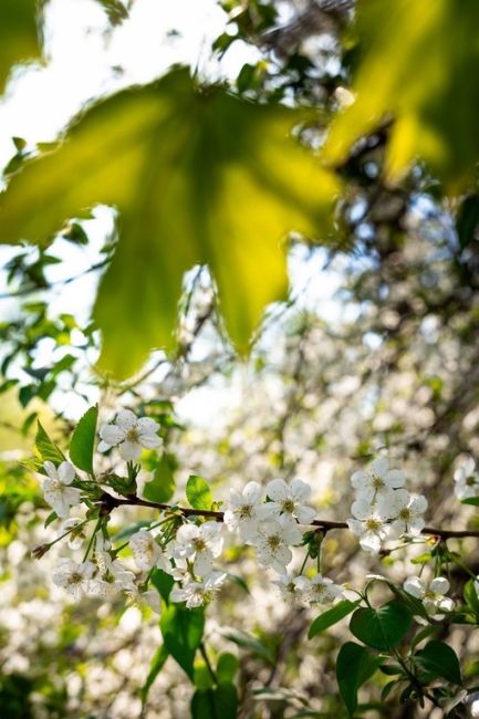 Жалко фото не передают запах 🌸
..