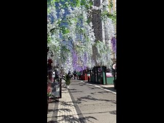 Видео: lentropina
Праздничный Центр Города!
🌸🤗🌺
Вербное воскресенье!
Всем чудесных выходных
и ярких..