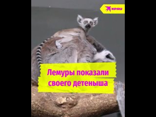Лемуры в Новосибирском зоопарке показали своих детенышей ❤️ Они еще совсем маленькие, но пытаются..