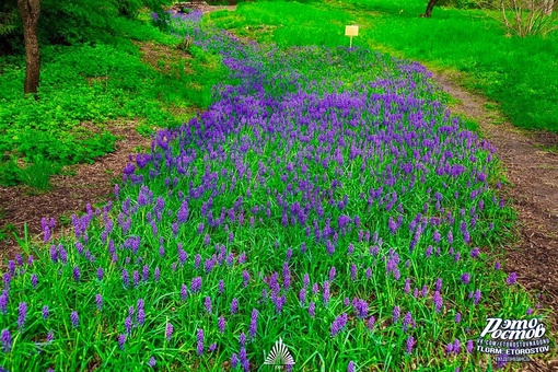 💜 Цветoчная река в Ботаническом саду ЮФУ. Там зацвел мускари армянский. Яркое растение будет цвести около..