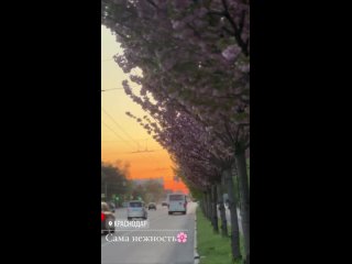 Невероятная нежность аллей сакуры в Краснодаре 😍

Видео..