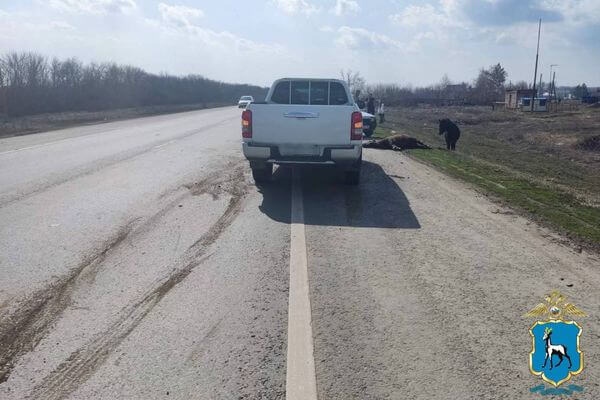 Пикап насмерть сбил двух пони на дороге между Самарой и Бугурусланом 

Авария произошла днем 12 апреля 2024..