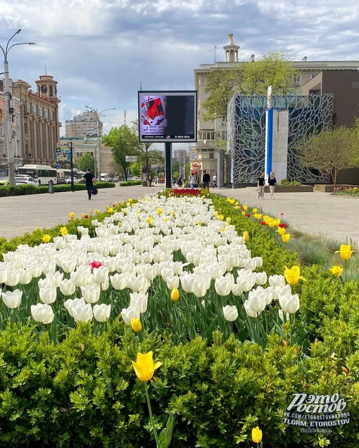 🌷 Тюльпаны возле парка..