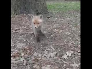 Вот такие лисята были замечены в районе Воронцовского парка на..