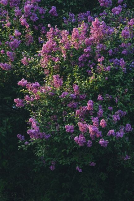 Сирень зацвела у соседей в Краснодарском крае. Скоро и у нас 💜

Фото: Артём..