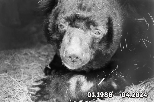 В Челябинском зоопарке скончался гималайский медведь Харитон

Он вышел из спячки, успел насладиться первыми..