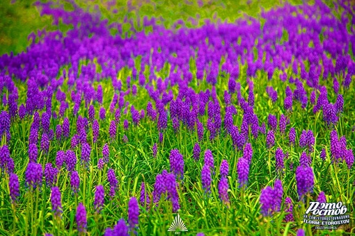 💜 Цветoчная река в Ботаническом саду ЮФУ. Там зацвел мускари армянский. Яркое растение будет цвести около..