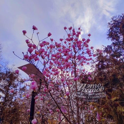 🌺 В центре Ростова завела..